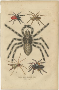Antique 1845 Arachnid Study: Handcolored Engraving of Varied Spider Species