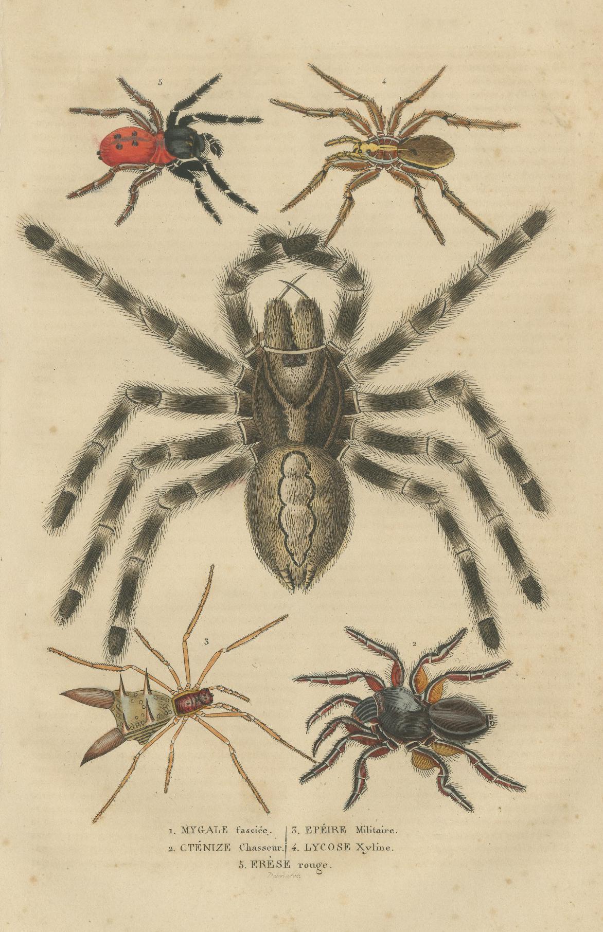 Engraved Antique 1845 Arachnid Study: Handcolored Engraving of Varied Spider Species For Sale