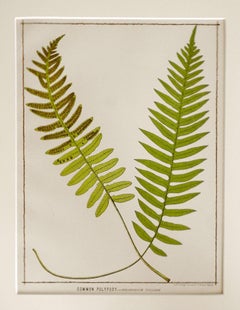 Antique 1885 English Chromolithograph Ferns - a Pair
