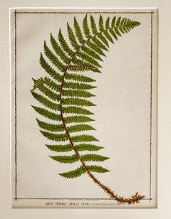 Antique 1885 English Chromolithograph Ferns - a Pair