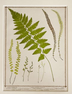 Antique 1885 English Chromolithograph Ferns - a Pair