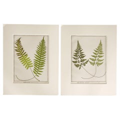 Antique 1885 English Chromolithograph Ferns - a Pair