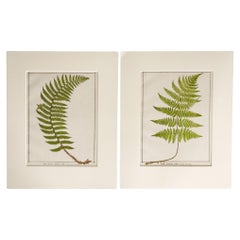 Antique 1885 English Chromolithograph Ferns - a Pair