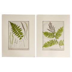 Antique 1885 English Chromolithograph Ferns - a Pair