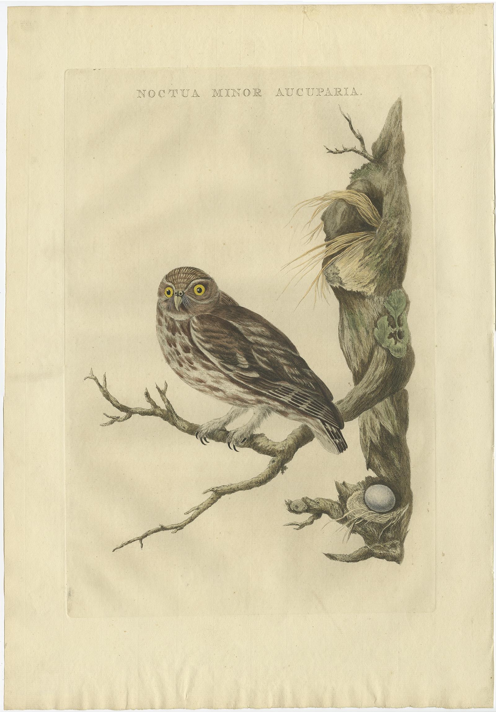 Antique print titled 'Noctua Minor Aucuparia'. 

This print depicts the little owl (Dutch: steenuil). The little owl (Athene noctua) is a bird that inhabits much of the temperate and warmer parts of Europe, Asia east to Korea, and north Africa. It
