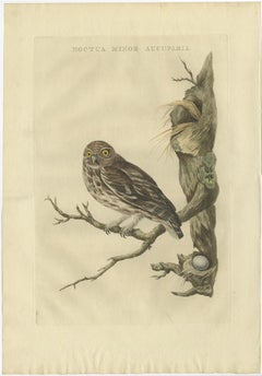 Antique 18th Century Engraving in Old Handcoloring of a Little Owl, 1770