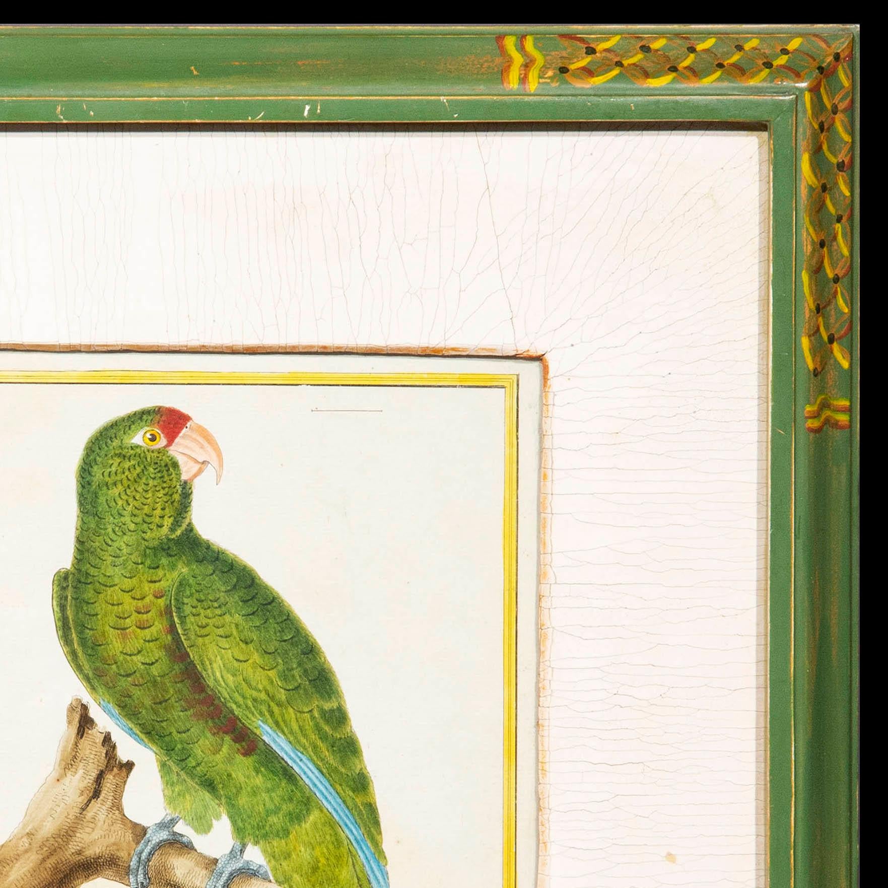 French Antique 18th Century Parrot Engraving by François Nicolas Martinet