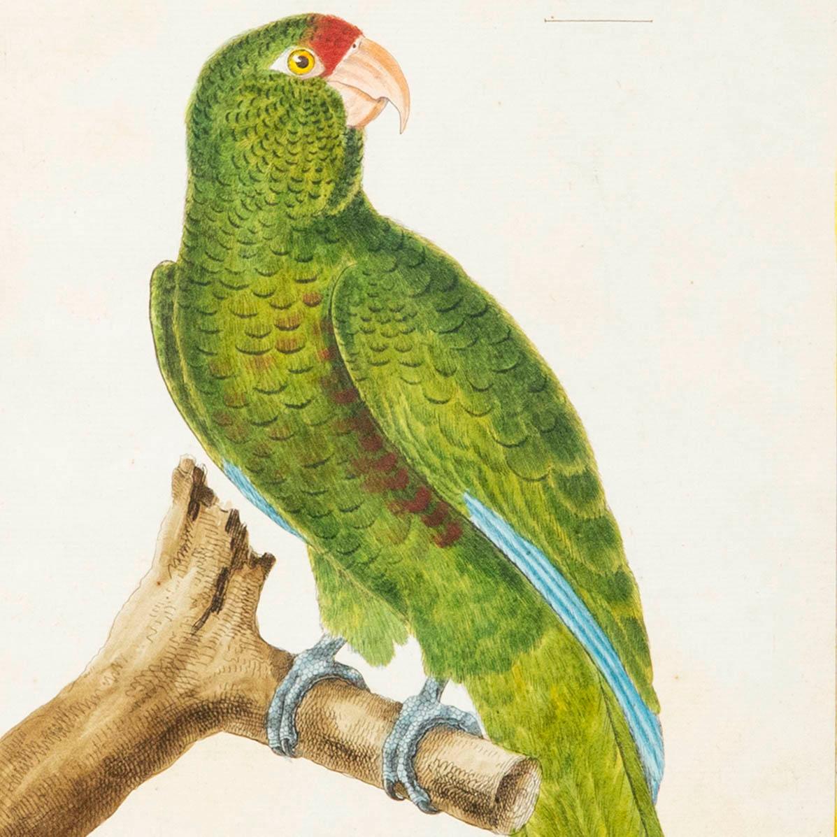 Antique 18th Century Parrot Engraving by François Nicolas Martinet In Good Condition In London, GB