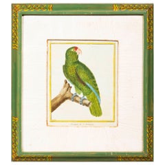 Antique 18th Century Parrot Engraving by François Nicolas Martinet