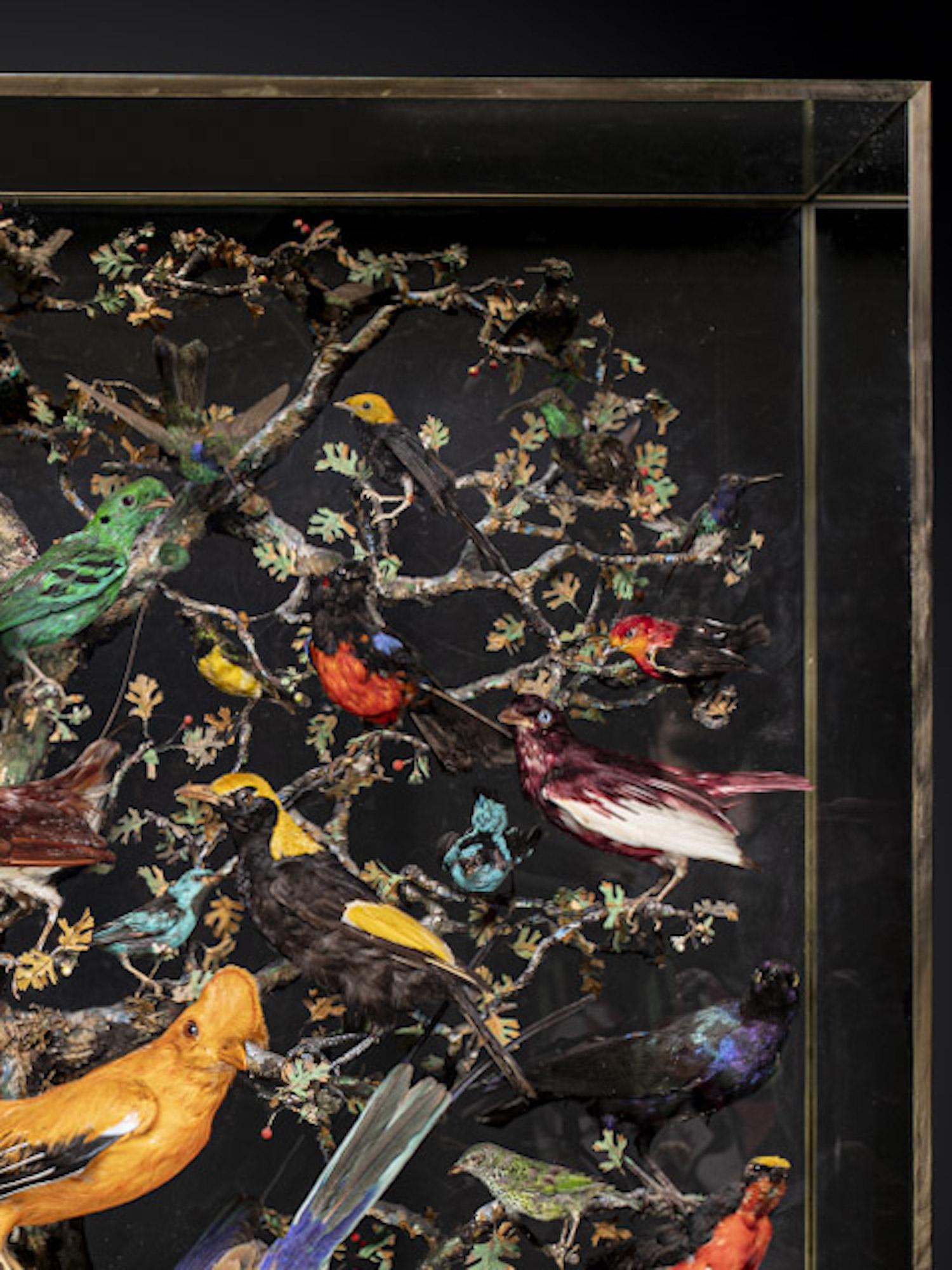 Antique 19th C French Napoléon III Diorama of 50 taxidermy tropical birds ,variously perched on branches and groundwork ,set within its three glass ebonised case .Species preconvention 01/06/1947 can be commercialised in accordance with rule