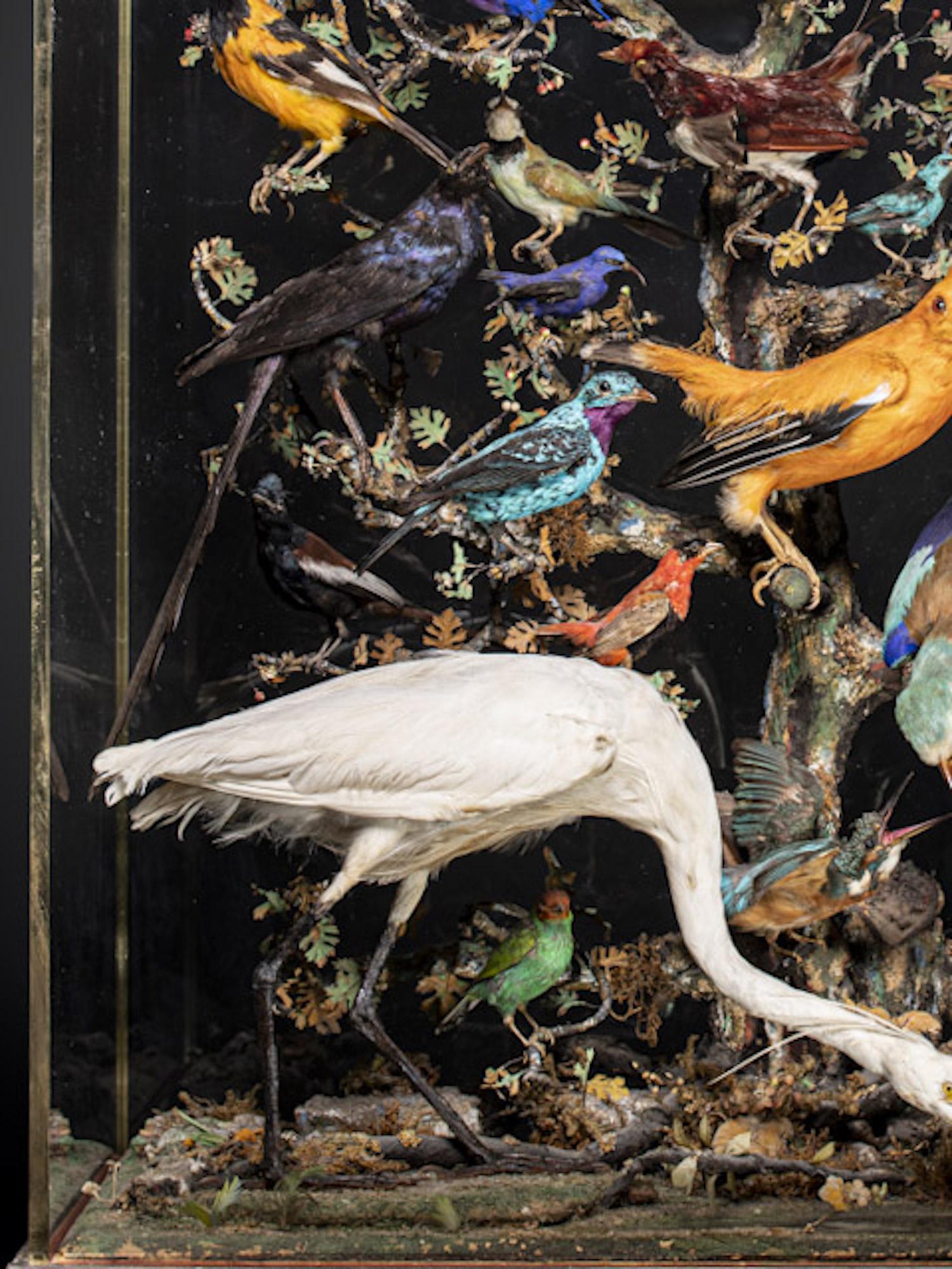 Antique 19th C French Napoléon III Diorama of 50 taxidermy tropical birds In Good Condition For Sale In Leuven , BE