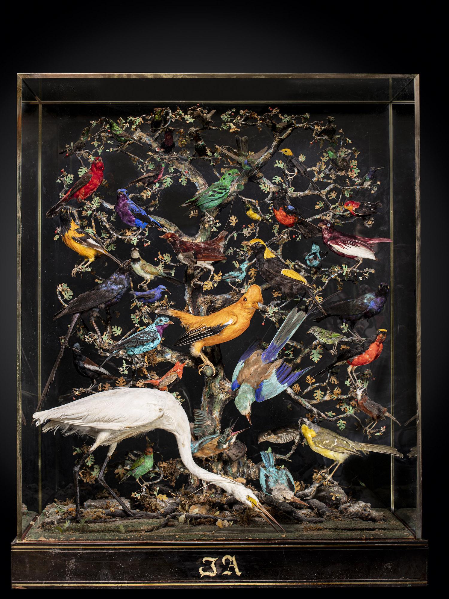Français Antiquités A.I.C. Napoléon III Diorama de 50 oiseaux tropicaux taxidermisés en vente