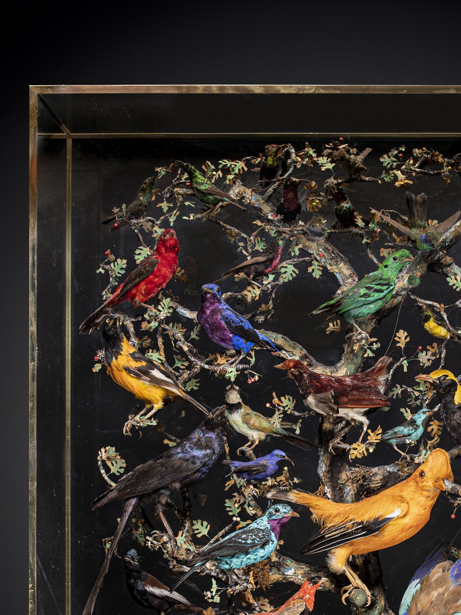 Antiquités A.I.C. Napoléon III Diorama de 50 oiseaux tropicaux taxidermisés Bon état - En vente à Leuven , BE