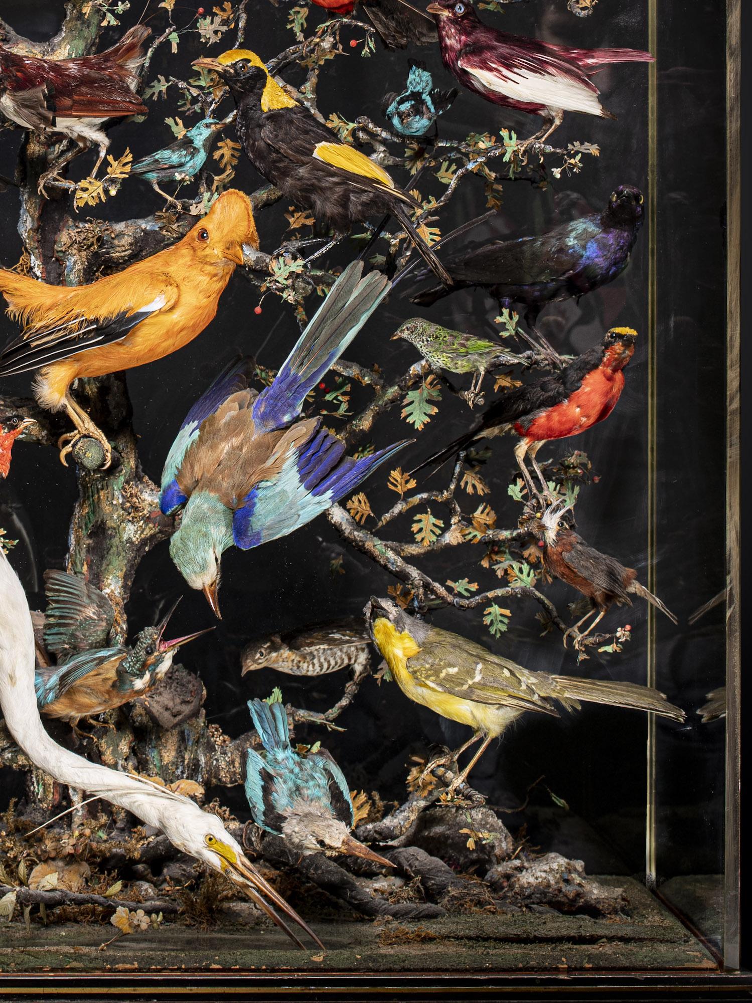 20ième siècle Antiquités A.I.C. Napoléon III Diorama de 50 oiseaux tropicaux taxidermisés en vente