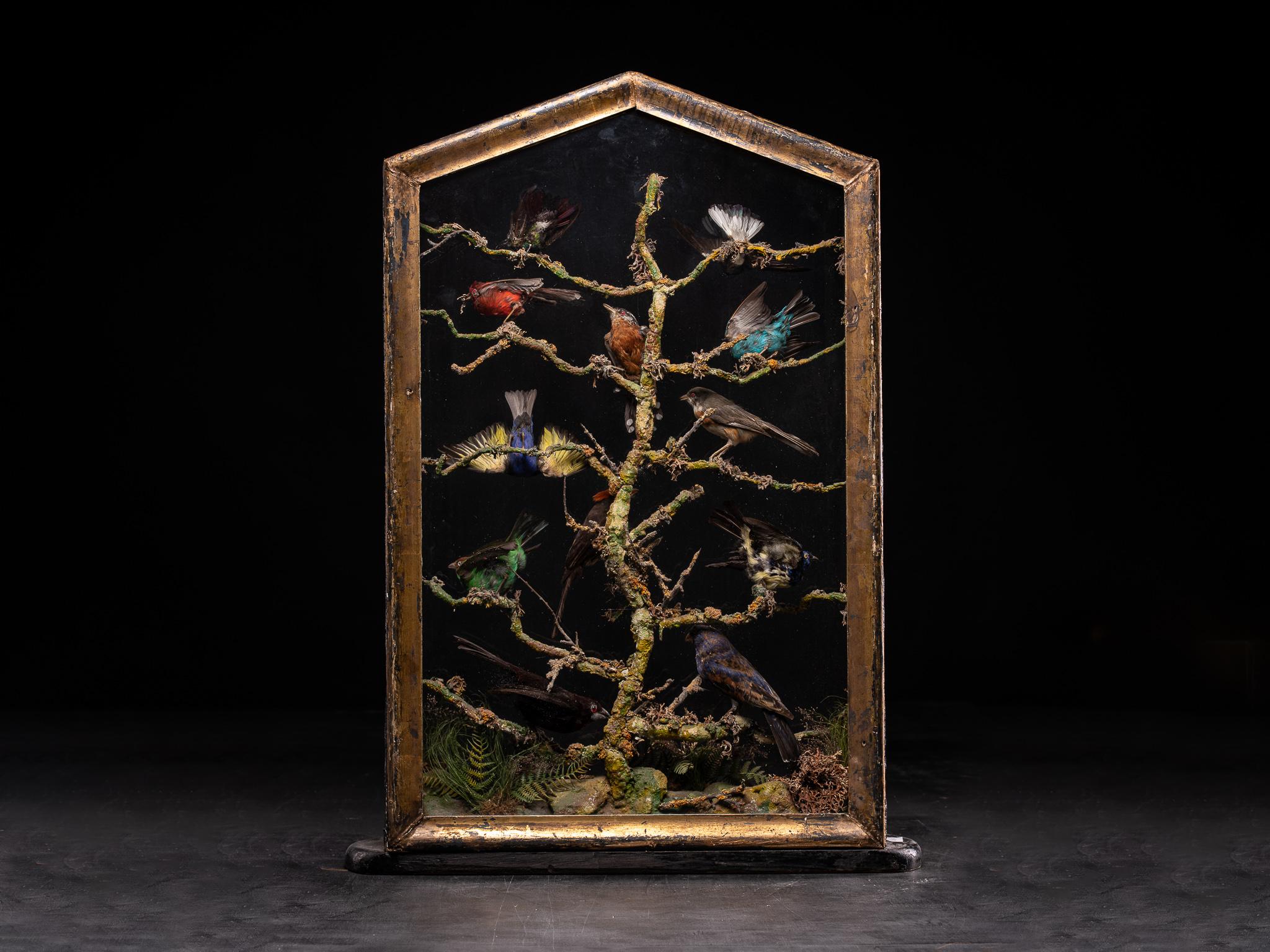 French Antique 19th C Polychromed Diorama with 12 Taxidermy Tropical Birds