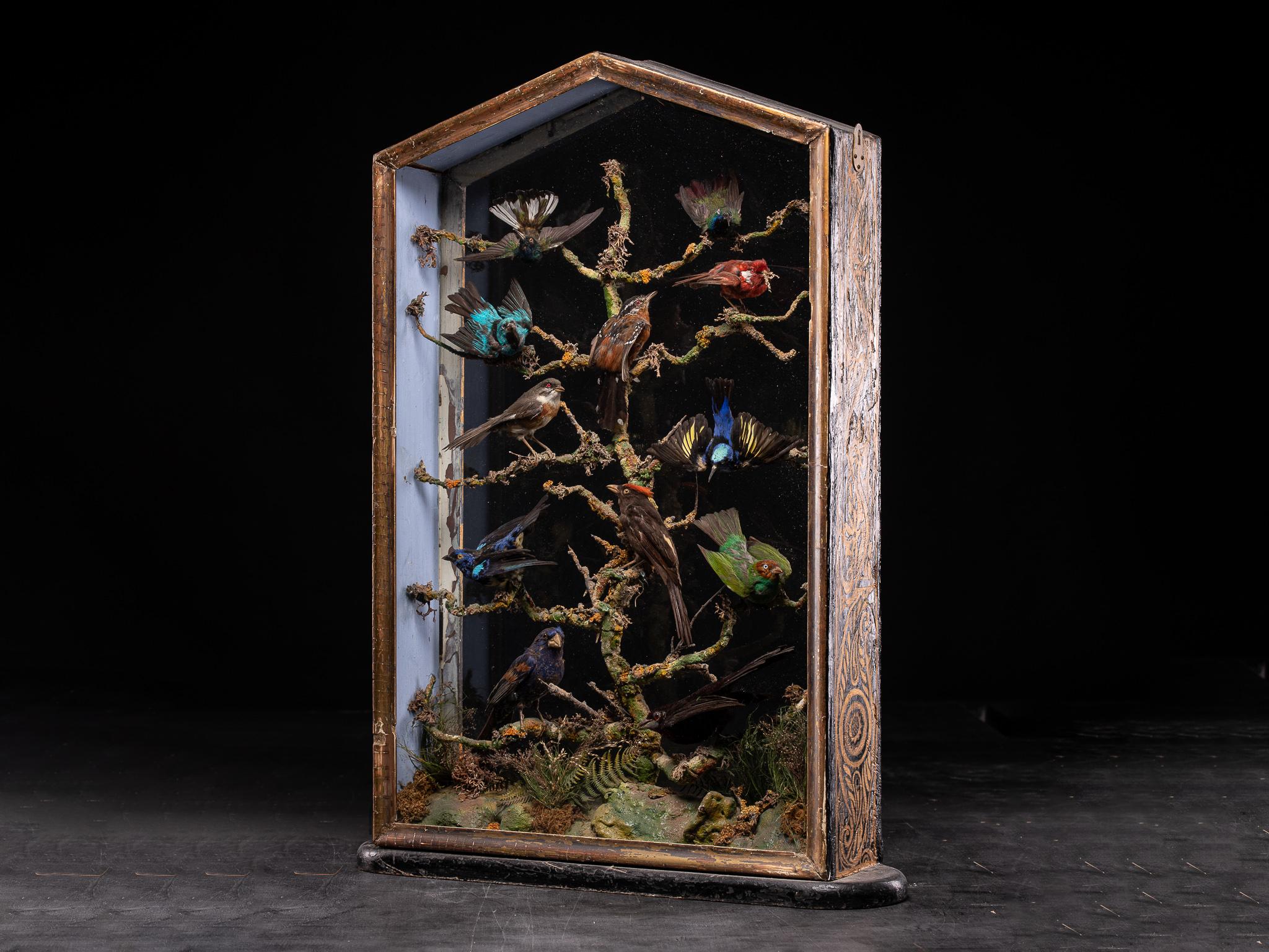 20th Century Antique 19th C Polychromed Diorama with 12 Taxidermy Tropical Birds