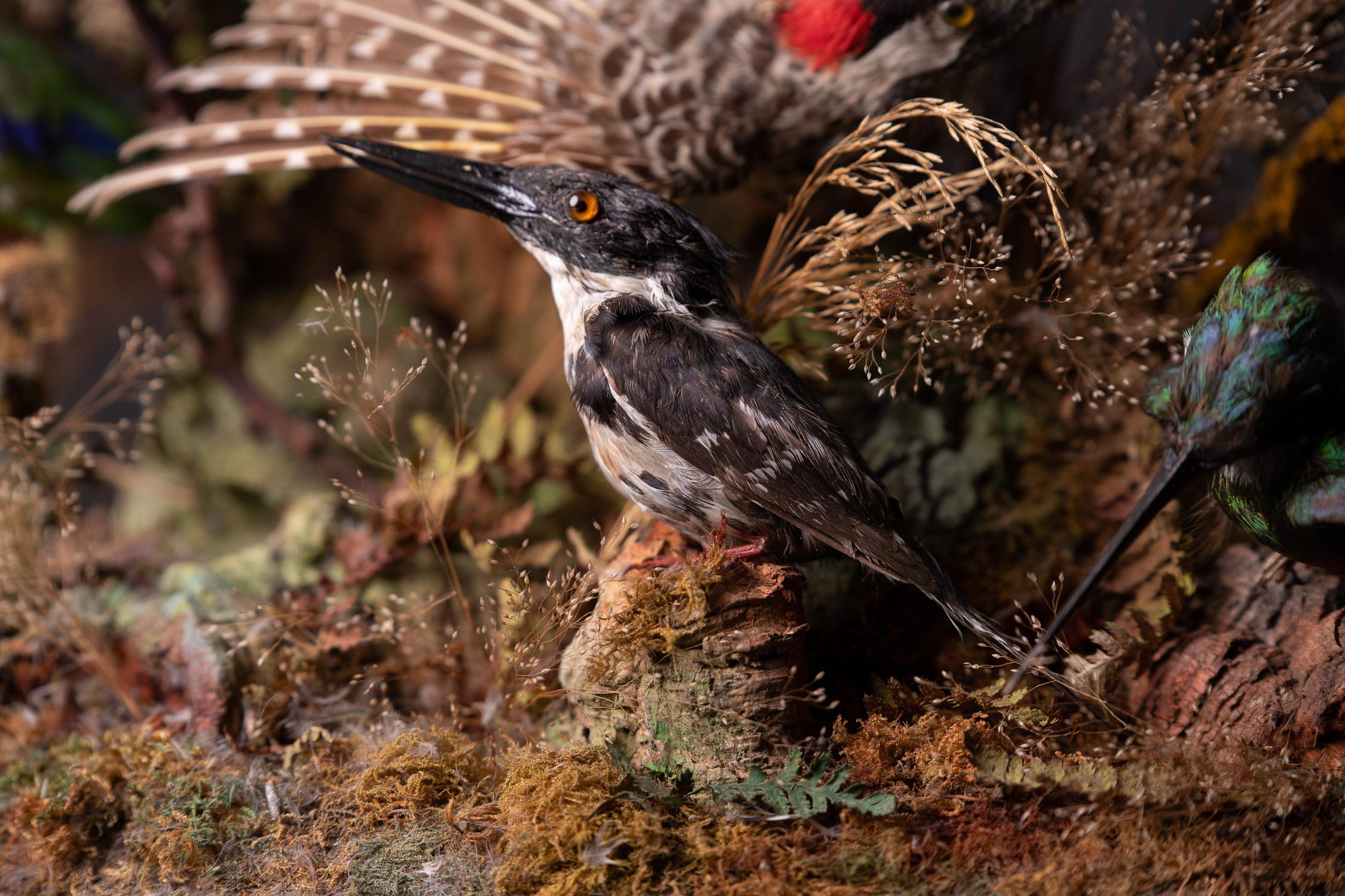 Diorama victorien ancien de 12 oiseaux tropicaux par James Gardner Sr, 19ème siècle 3