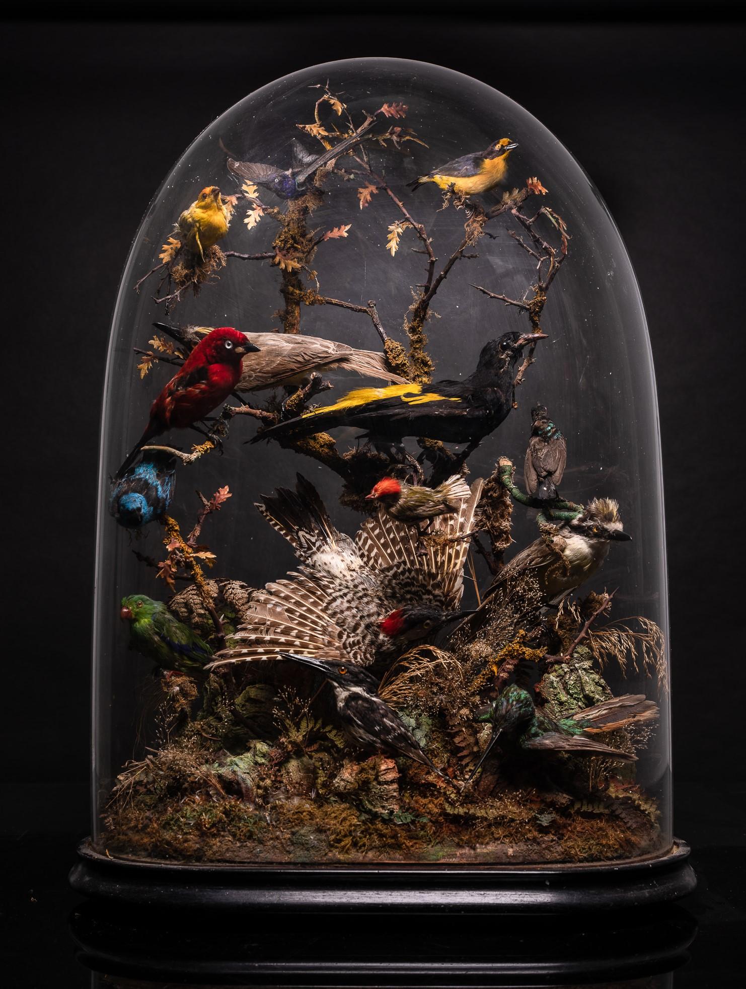 The British taxidermist and entomologist James Gardner Sr made this Victorian glass dome with exotic birds. His studio and shop were located at 52 High Holborn Street and later at 426 Oxford Street in London. His well-executed birds and mammals were