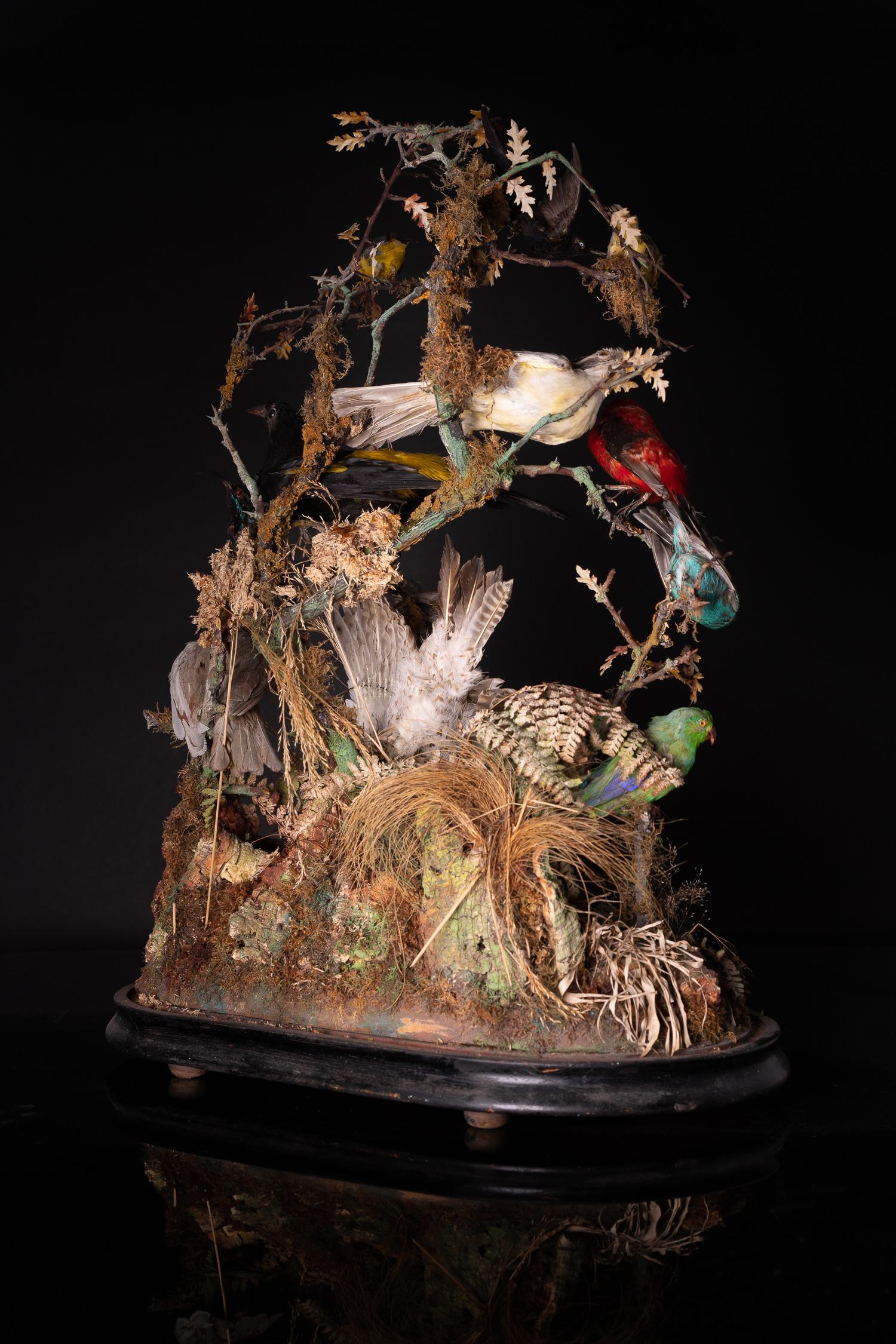 Fait main Diorama victorien ancien de 12 oiseaux tropicaux par James Gardner Sr, 19ème siècle