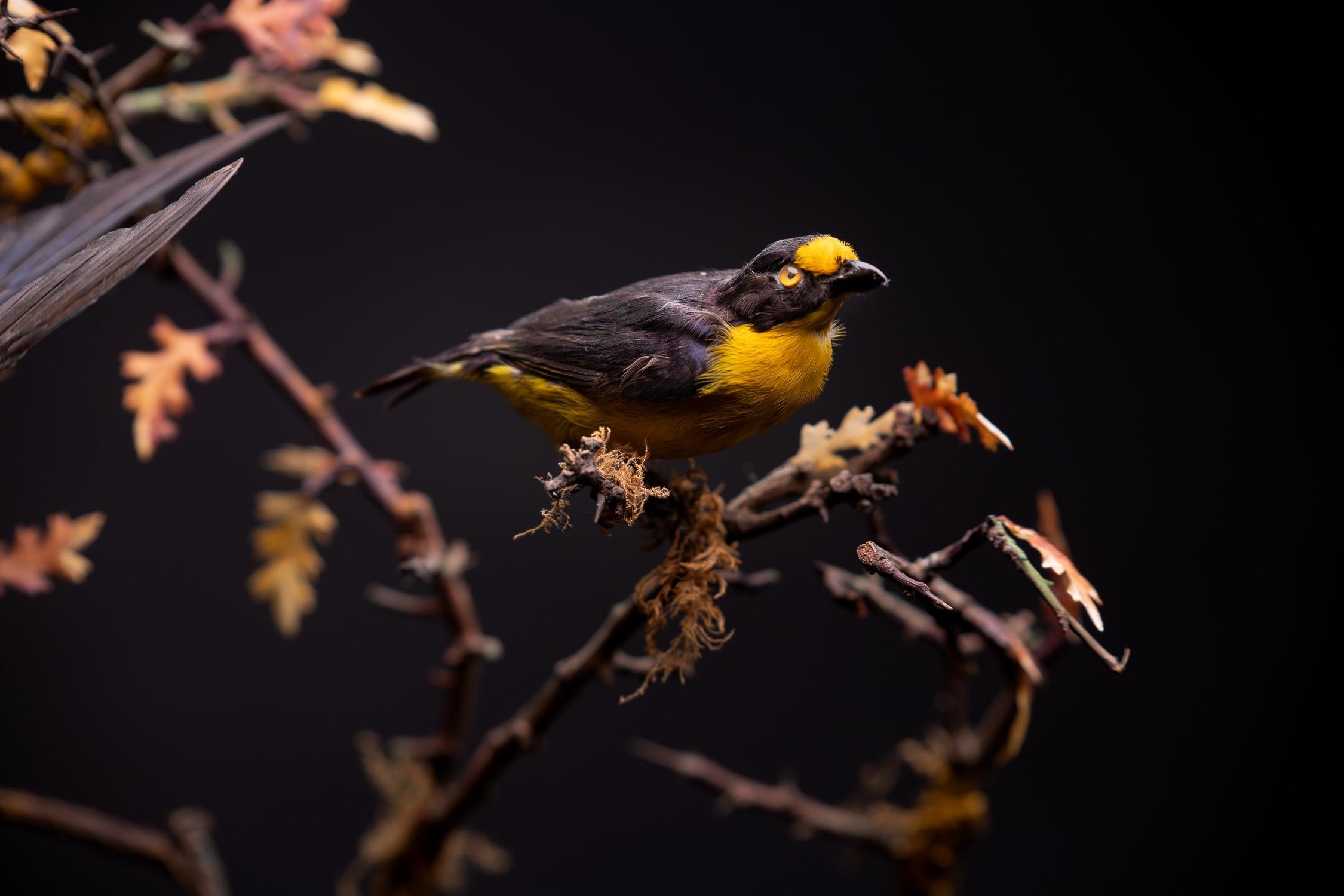 Diorama victorien ancien de 12 oiseaux tropicaux par James Gardner Sr, 19ème siècle 1