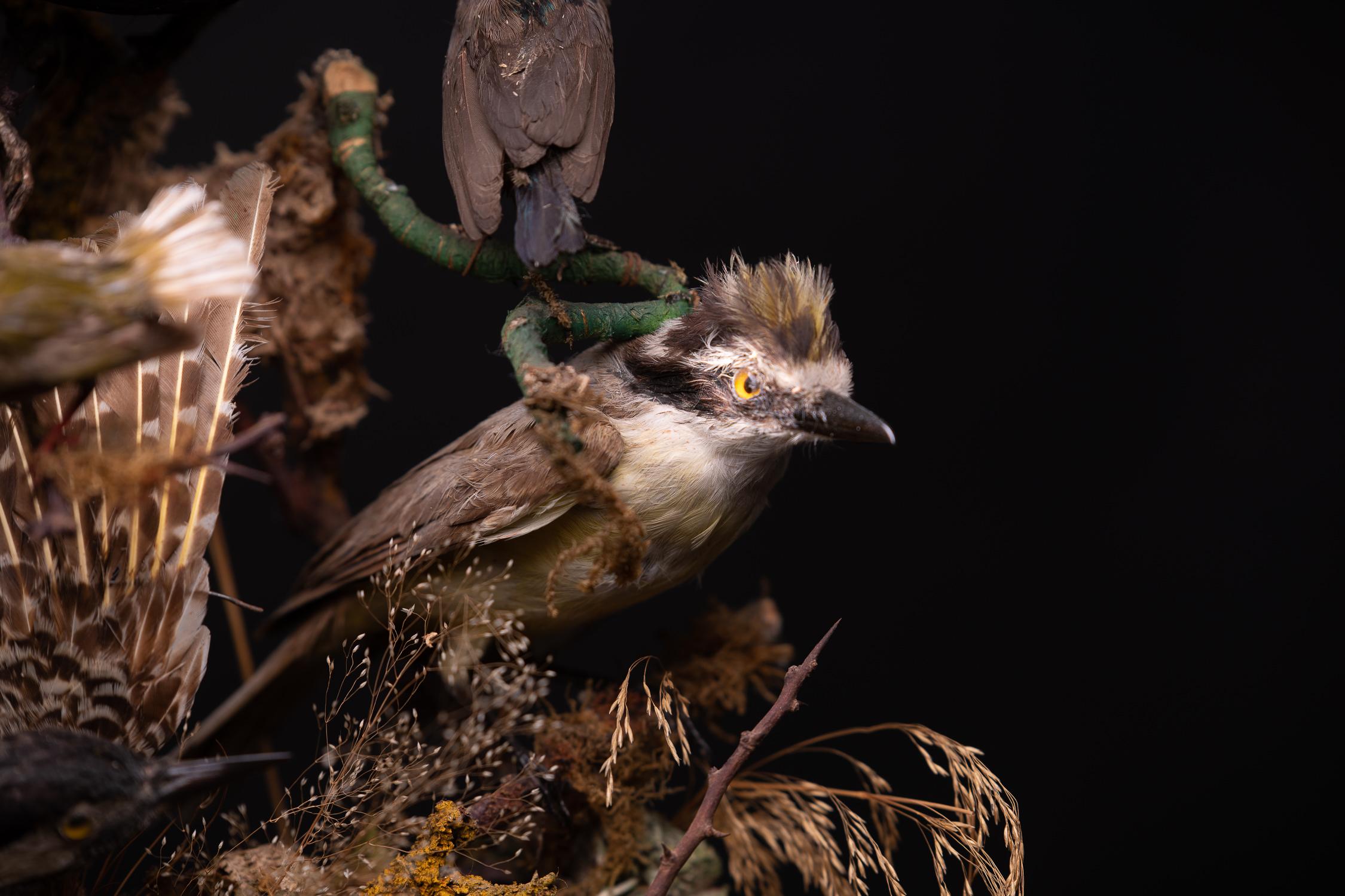 Diorama victorien ancien de 12 oiseaux tropicaux par James Gardner Sr, 19ème siècle 2