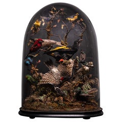 Antique 19th C Victorian Diorama of 12 tropical birds by James Gardner Sr 1870