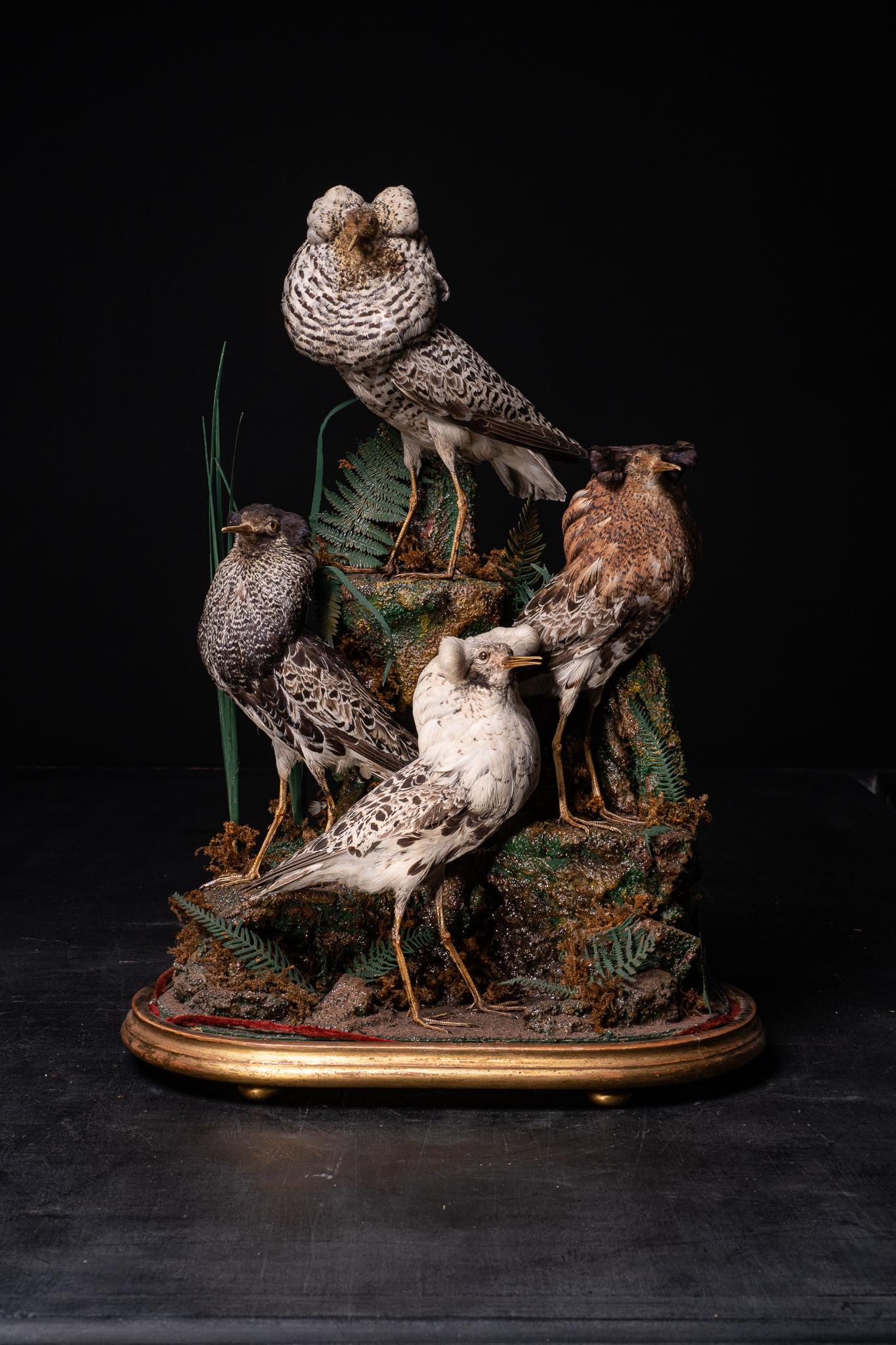Hand-Carved Antique 19th C Victorian Diorama of 4 Ruff's 'Philomachus Pugnax' by Henri Ward For Sale