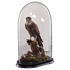 Antique 19th C Victorian Diorama of Merlin, 'Falco Columbarius'
