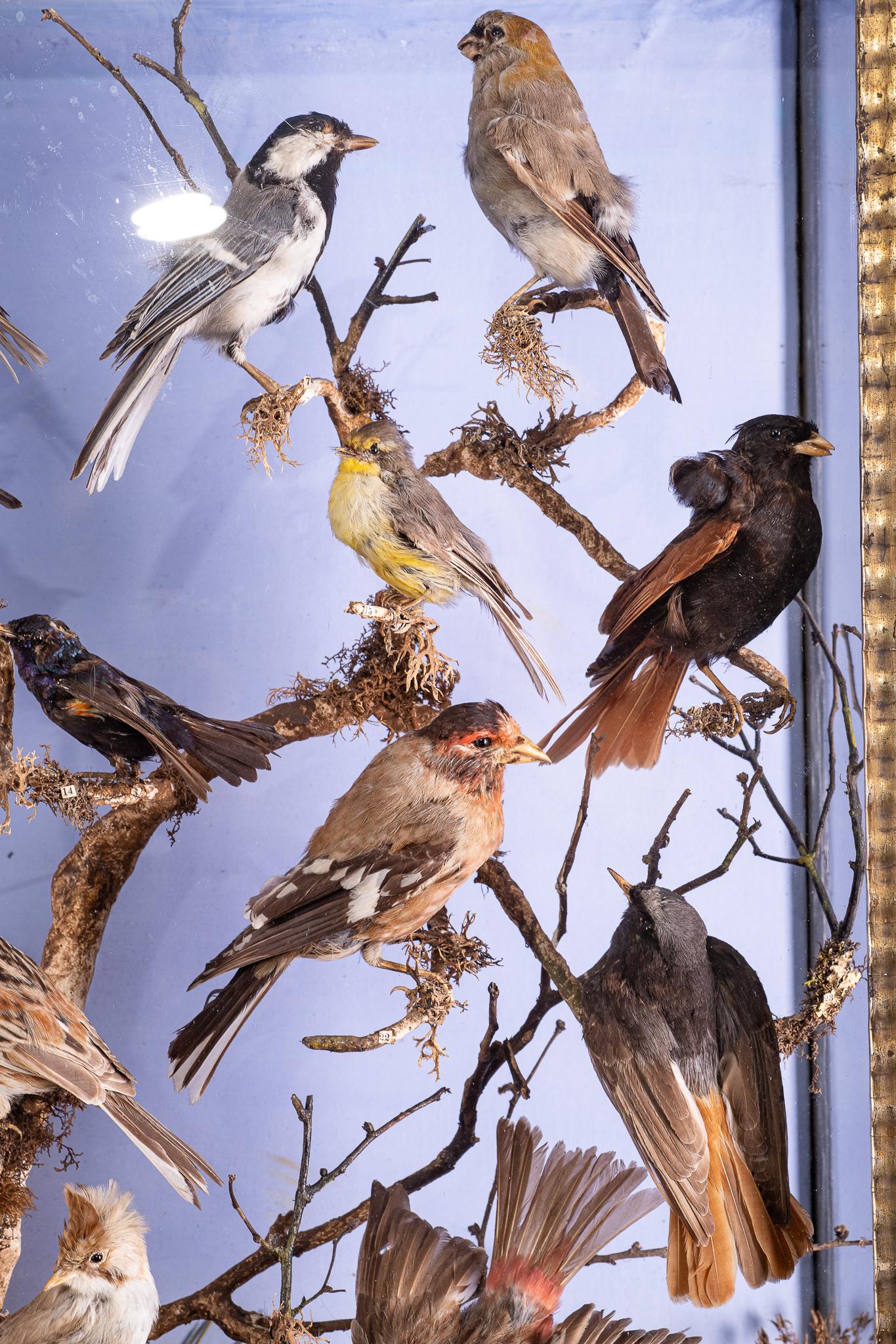 Antikes viktorianisches Diorama aus dem 19. Jahrhundert mit 40 taxidermischen indianischen Vögeln von W.D.Dawes im Angebot 4
