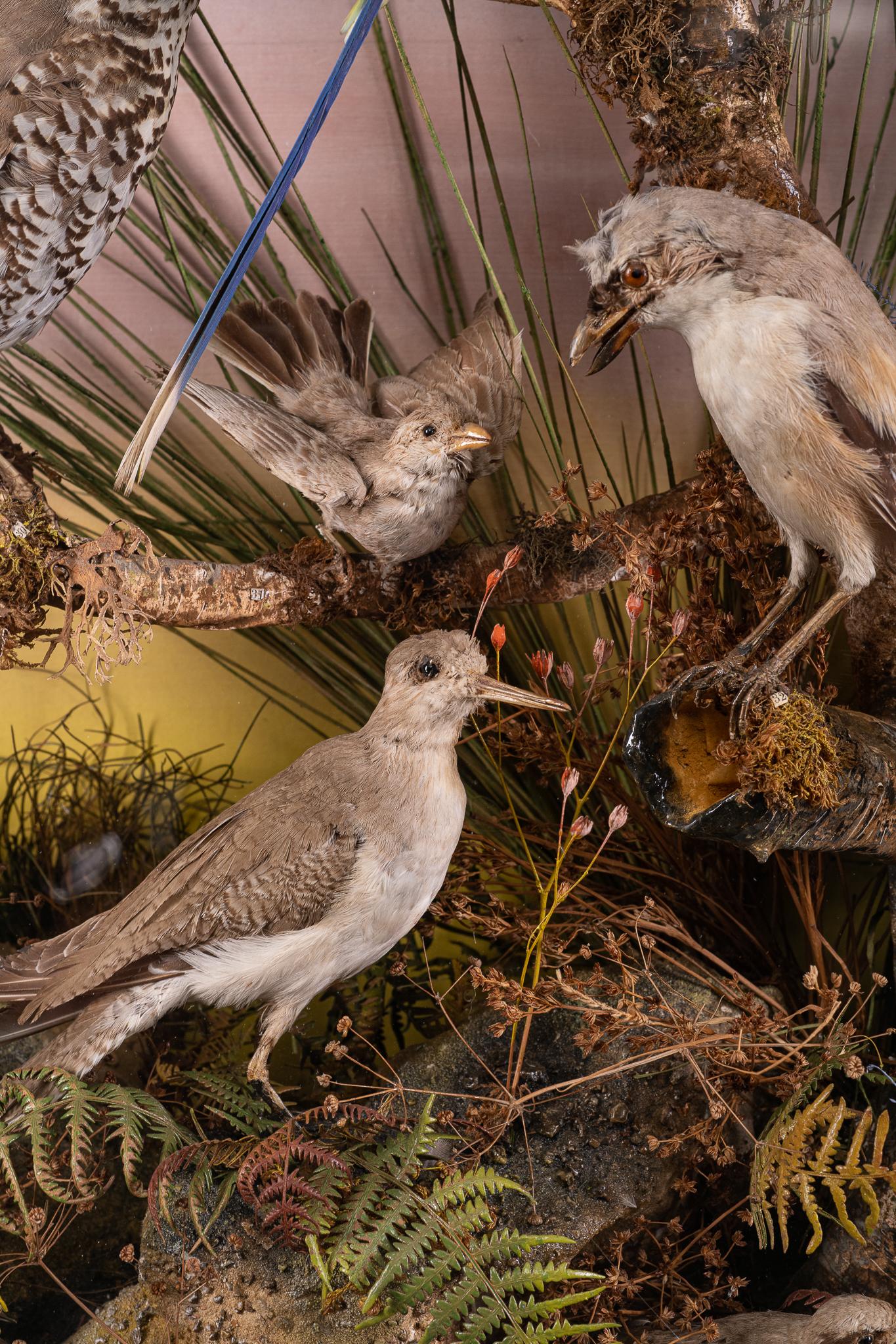 Diorama victorien du 19ème siècle avec 40 oiseaux indiens de taxidermie par W.D. Dawes en vente 5