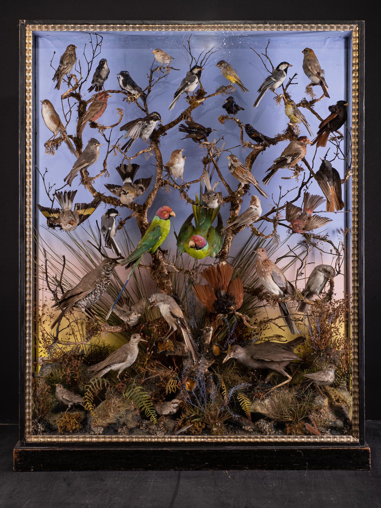 Diorama victorien ancien du 19e siècle composé de 40 oiseaux tropicaux taxidermisés, étiquetés par W.E.Dawes, diversement perchés sur des branches et au sol, dans son coffret ébonisé à trois vitres d'origine.

Les espèces antérieures à la convention
