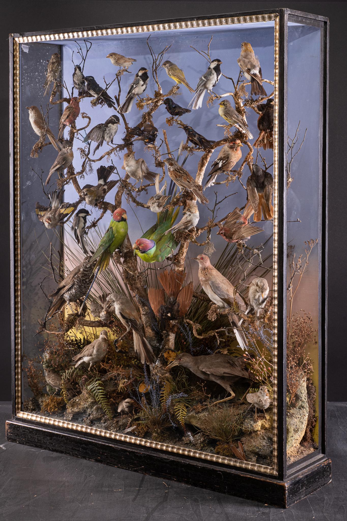 British Antique 19th C Victorian Diorama with 40 taxidermy Indian birds by W.D.Dawes For Sale