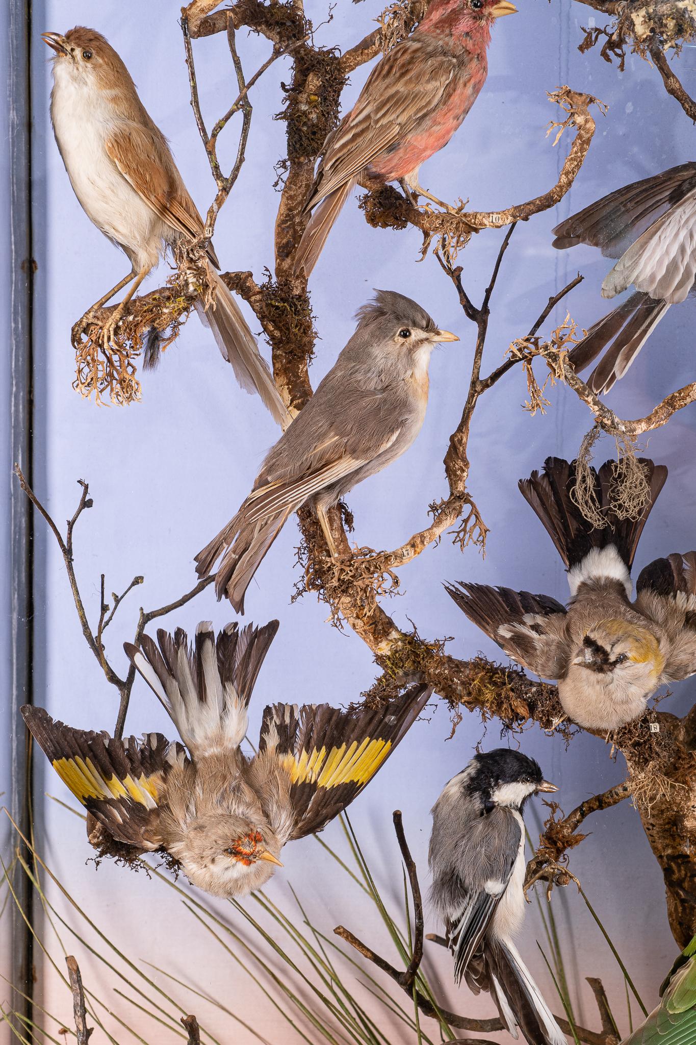Fait main Diorama victorien du 19ème siècle avec 40 oiseaux indiens de taxidermie par W.D. Dawes en vente