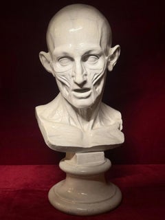 Antique 19th Century Anatomical Plaster Bust After Jean-Antoine Houdon, L’Écorch