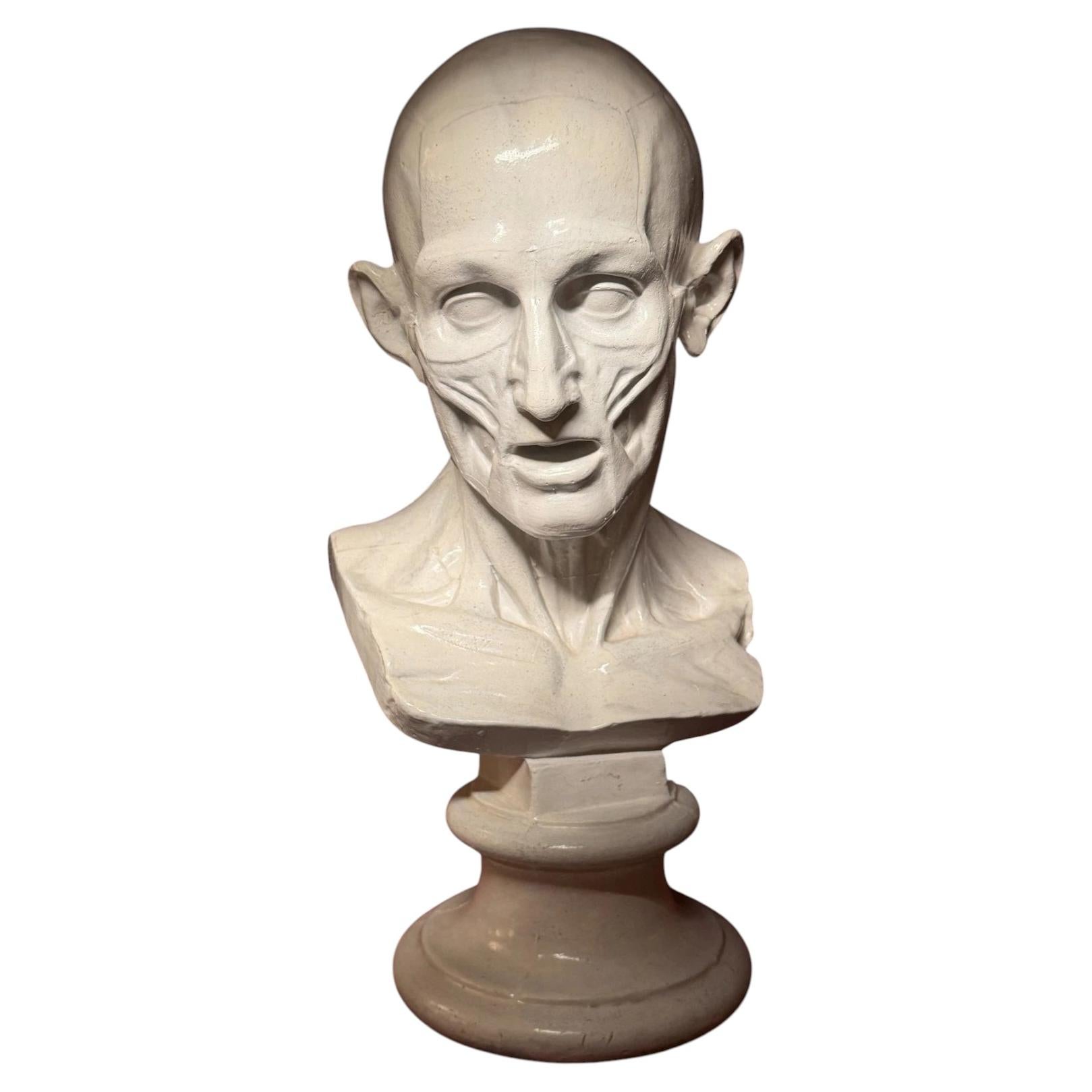 Antique 19th Century Anatomical Plaster Bust After Jean-Antoine Houdon, L’Écorch For Sale
