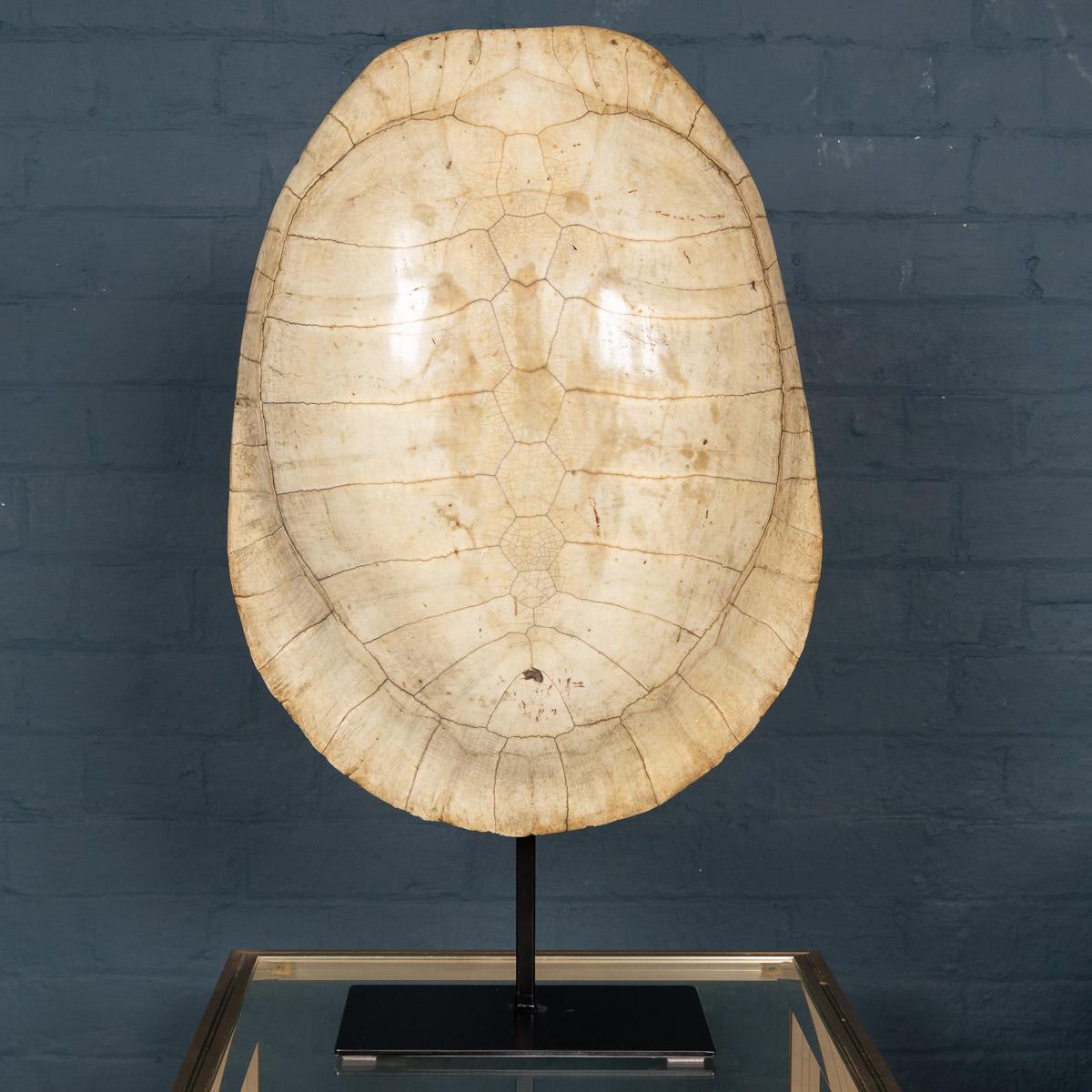 A stunning antique late 19th century “blond” turtle shell. These turtle shells were South American river turtles and would be captured to take on board the merchant ships of the 19th century. The turtles were then boiled (to make turtle soup) and