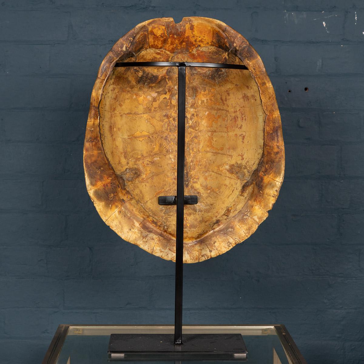 South American Antique 19th Century Blonde Turtle Shell on Mounted Stand, circa 1890