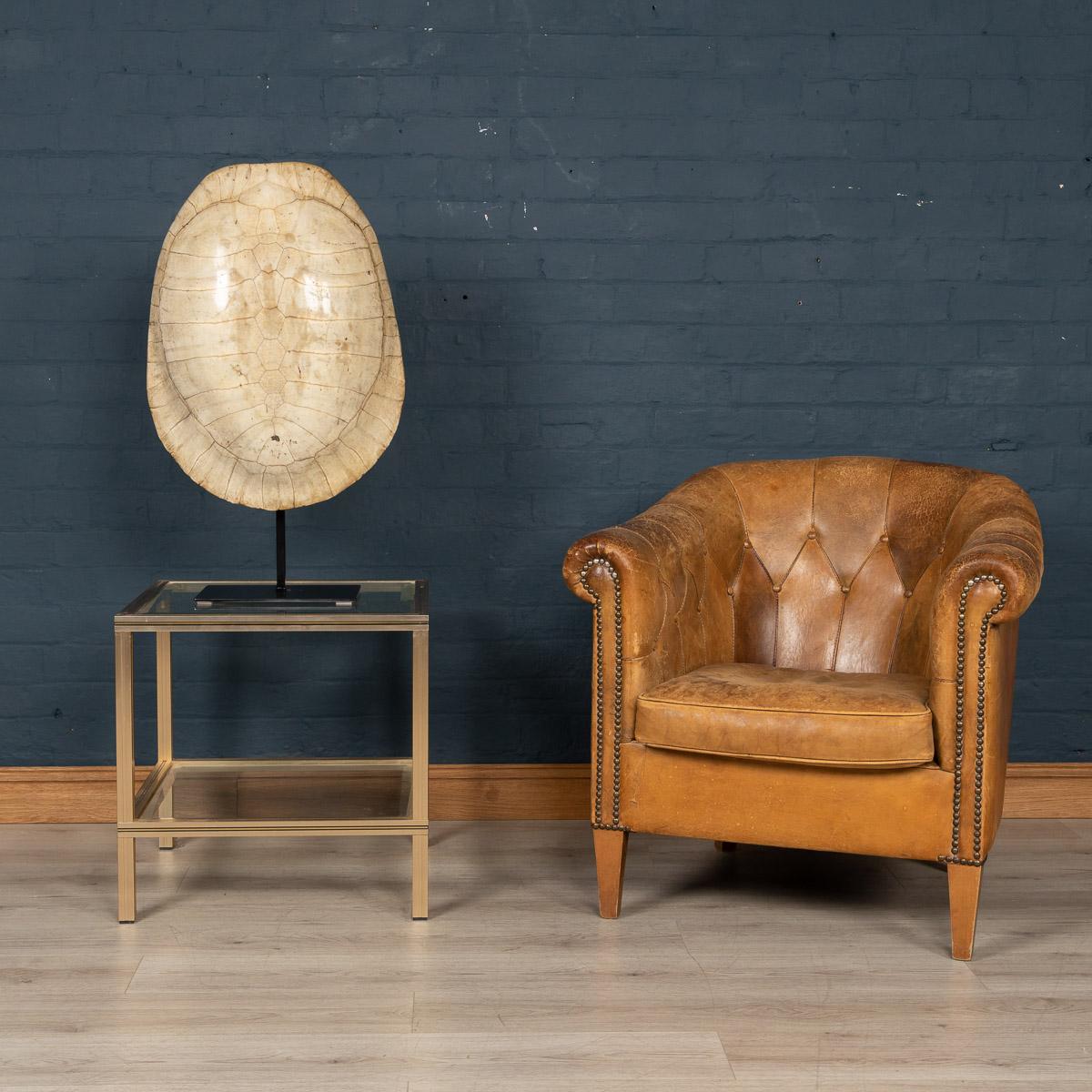 Antique 19th Century Blonde Turtle Shell On Mounted Stand, circa 1890 In Good Condition In Royal Tunbridge Wells, Kent