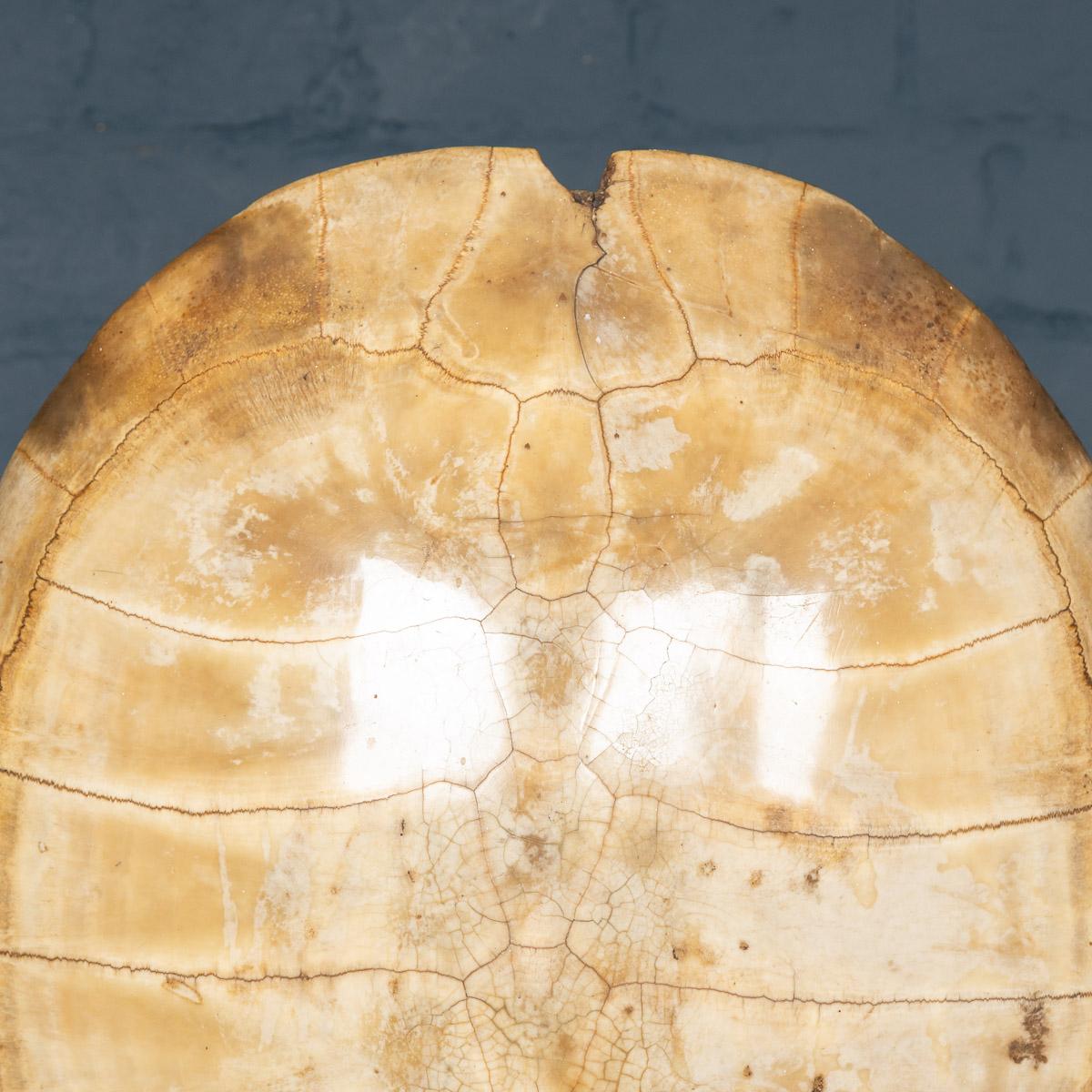 Marine turtle Antique 19th Century Blonde Turtle Shell on Mounted Stand, circa 1890