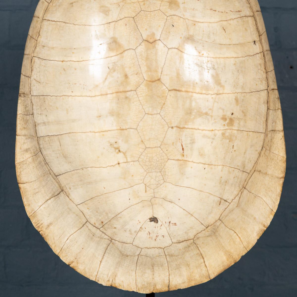 Antique 19th Century Blonde Turtle Shell On Mounted Stand, circa 1890 1