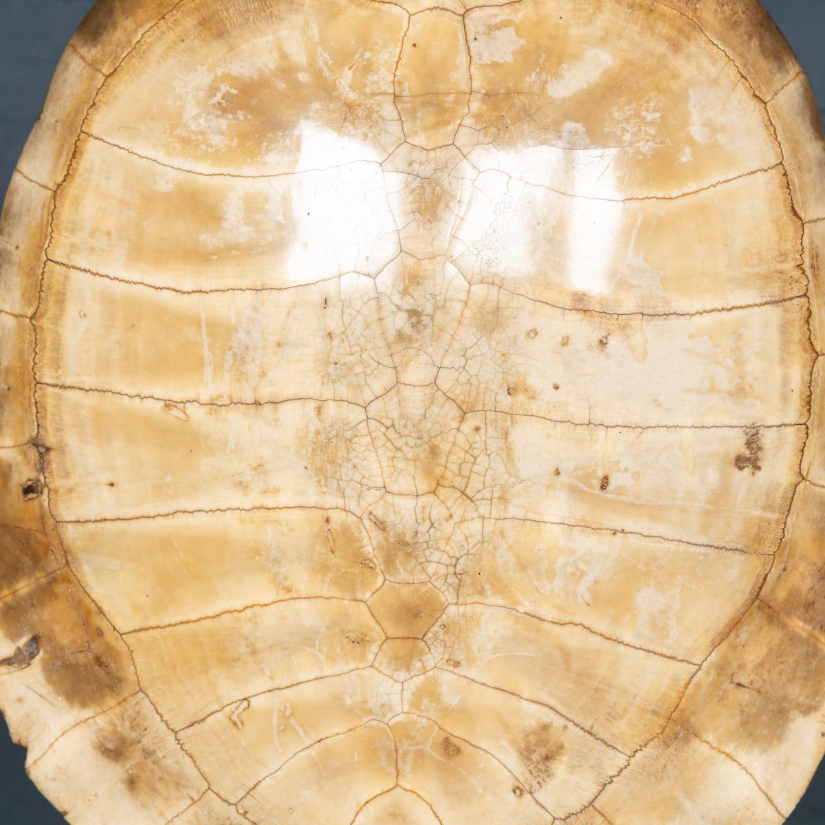 Antique 19th Century Blonde Turtle Shell on Mounted Stand, circa 1890 1