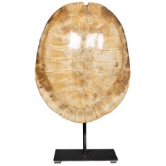 Antique 19th Century Blonde Turtle Shell on Mounted Stand, circa 1890