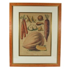 Antique 19th Century French Vilmorin-Andrieux & Cie Vegetable Poster