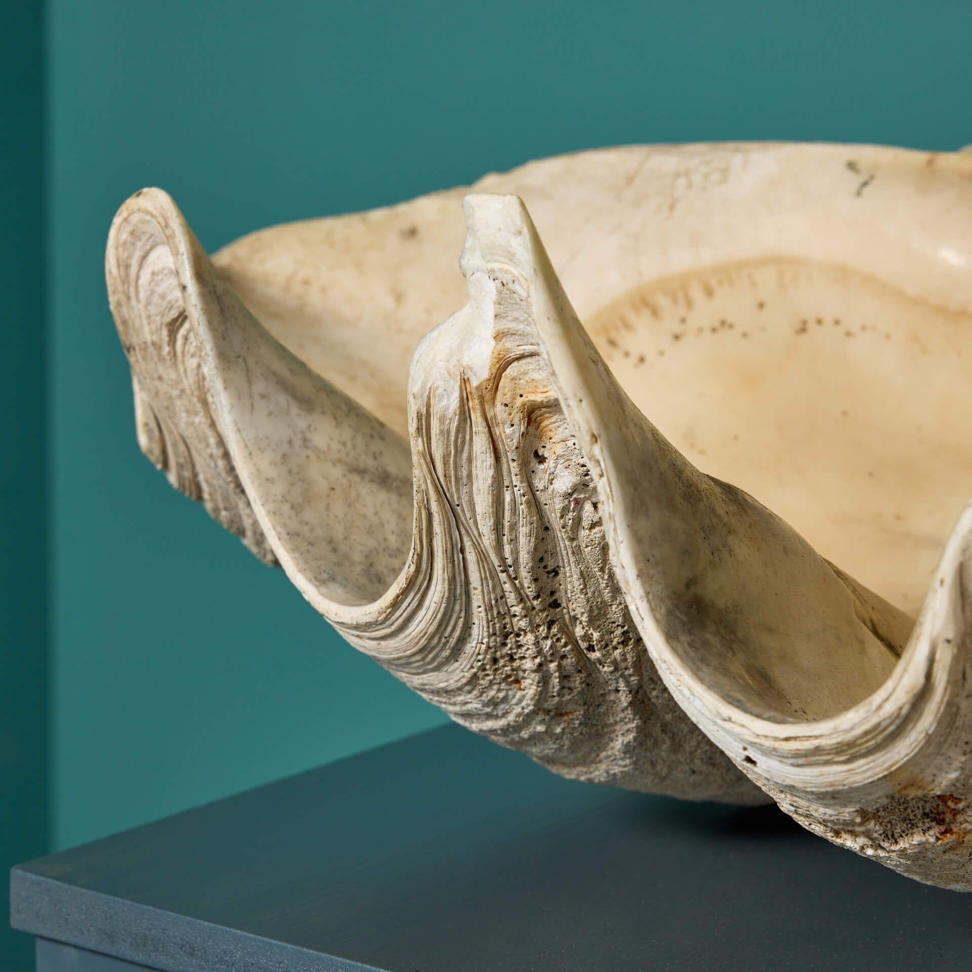 Antique 19th Century Giant Clam Shell In Fair Condition For Sale In Wormelow, Herefordshire