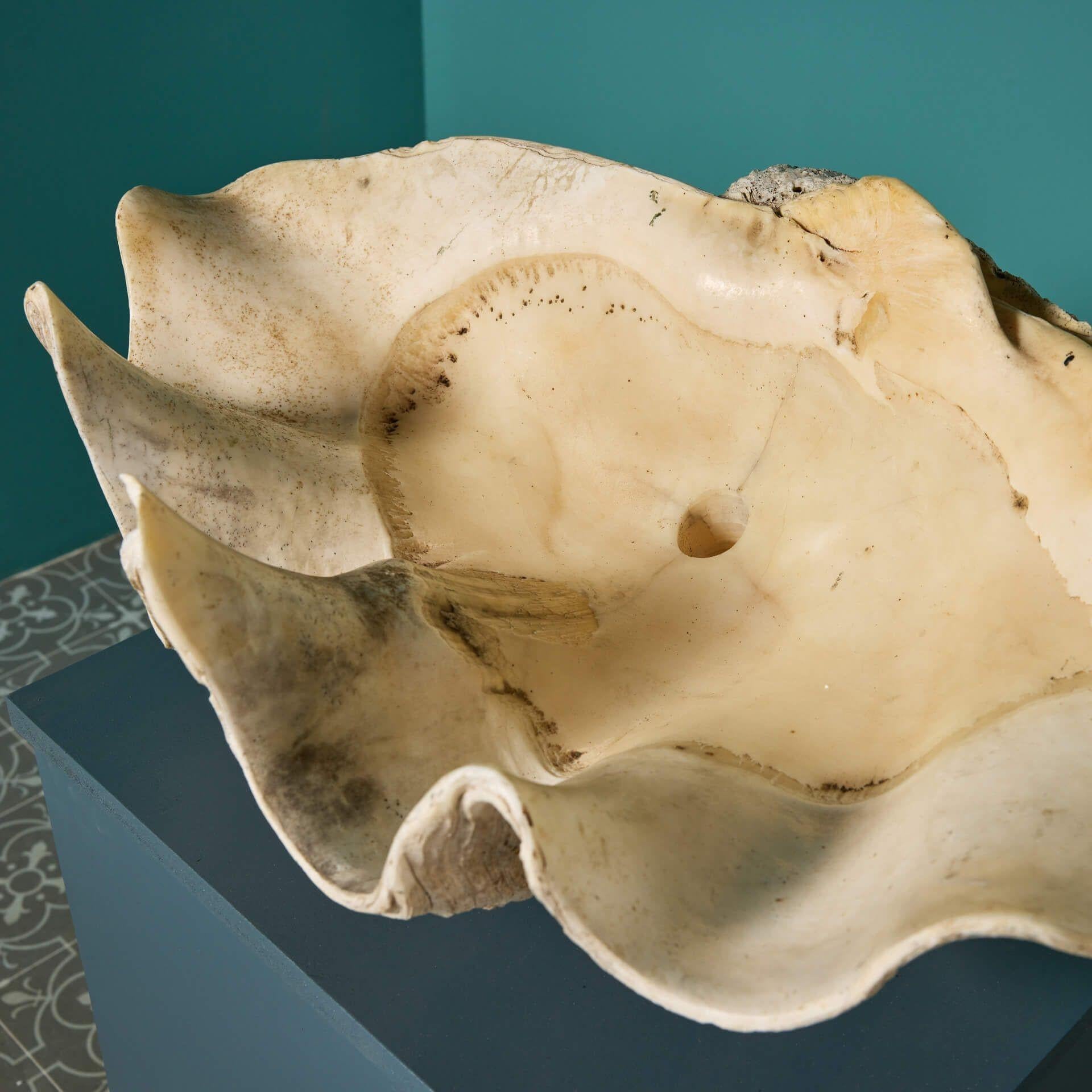 18th Century and Earlier Antique 19th Century Giant Clam Shell For Sale