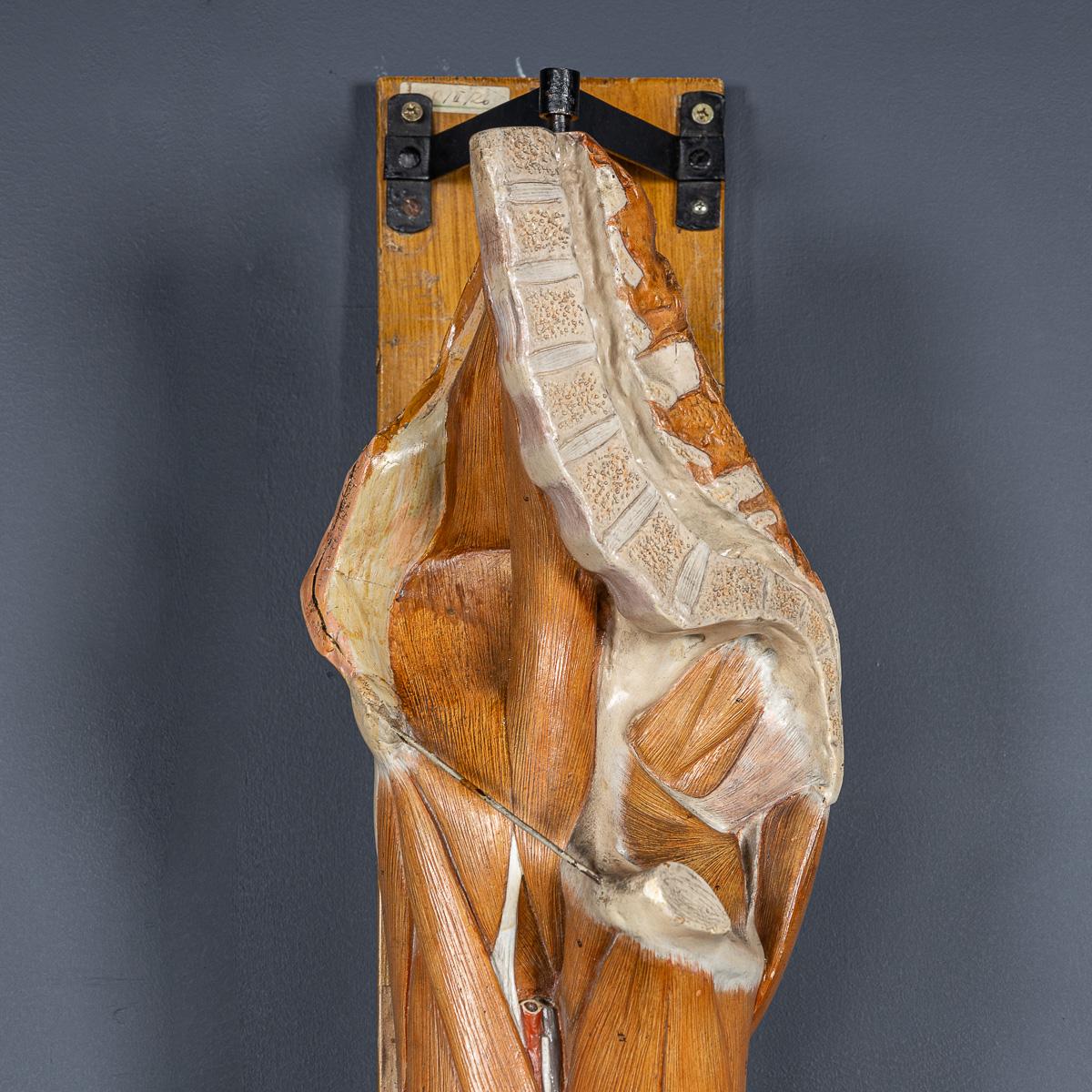 Modèle humain anatomique du 19ème siècle, par Bock Steger, Leipzig, vers 1890 en vente 3