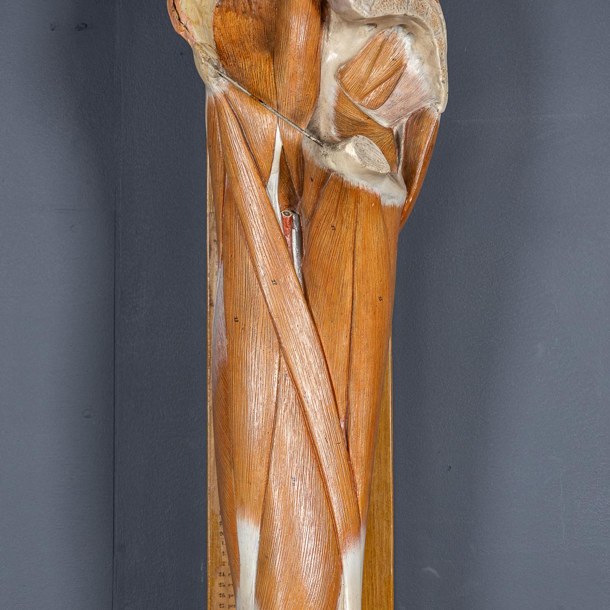 Modèle humain anatomique du 19ème siècle, par Bock Steger, Leipzig, vers 1890 en vente 4