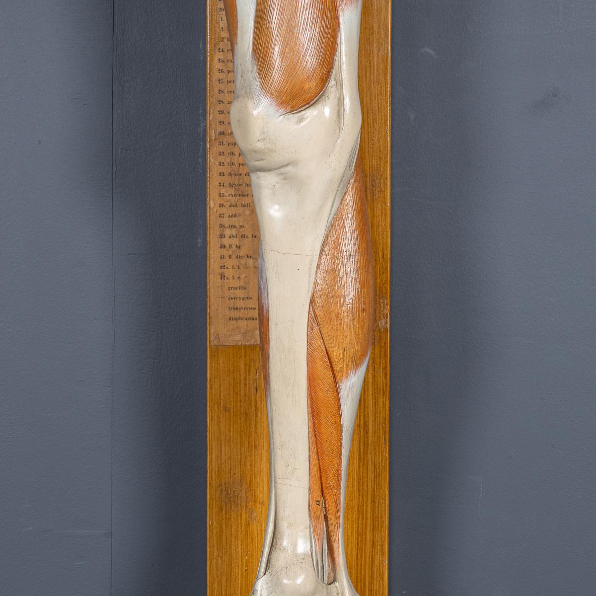 Modèle humain anatomique du 19ème siècle, par Bock Steger, Leipzig, vers 1890 en vente 6