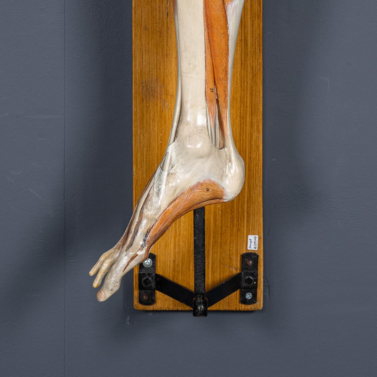 Modèle humain anatomique du 19ème siècle, par Bock Steger, Leipzig, vers 1890 en vente 7
