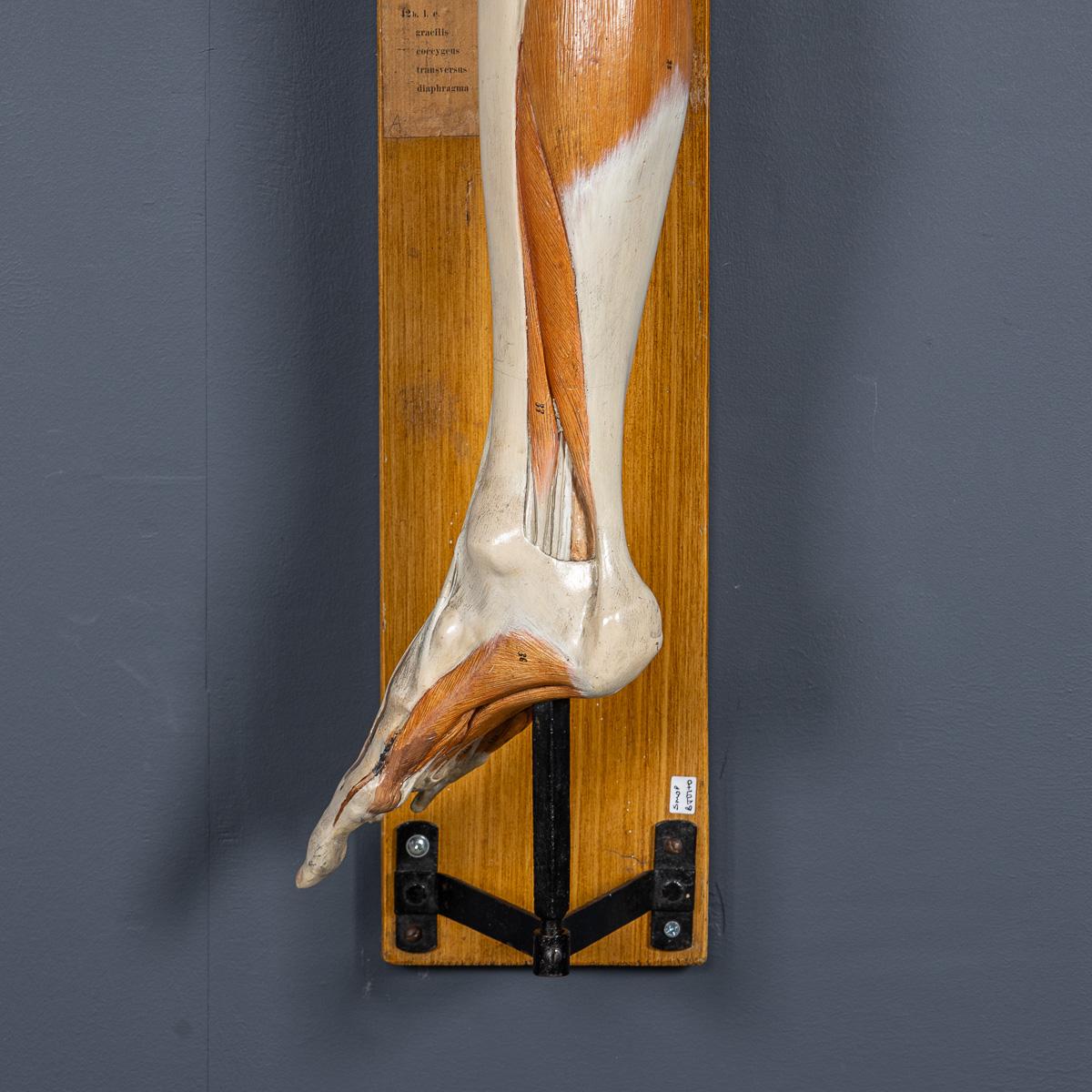 Modèle humain anatomique du 19ème siècle, par Bock Steger, Leipzig, vers 1890 en vente 8